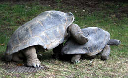 Image de Aldabrachelys