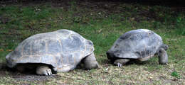 Image de Aldabrachelys