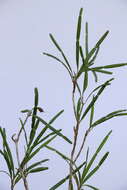Image of Phyllarthron bernierianum Seem.