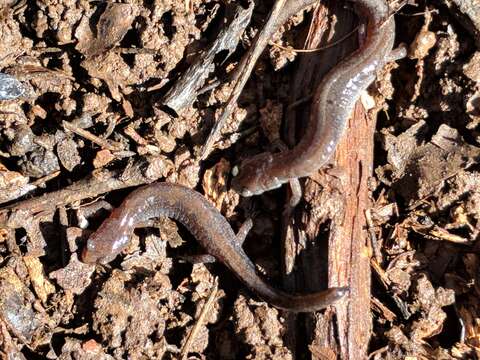 Sivun Plethodon dorsalis Cope 1889 kuva