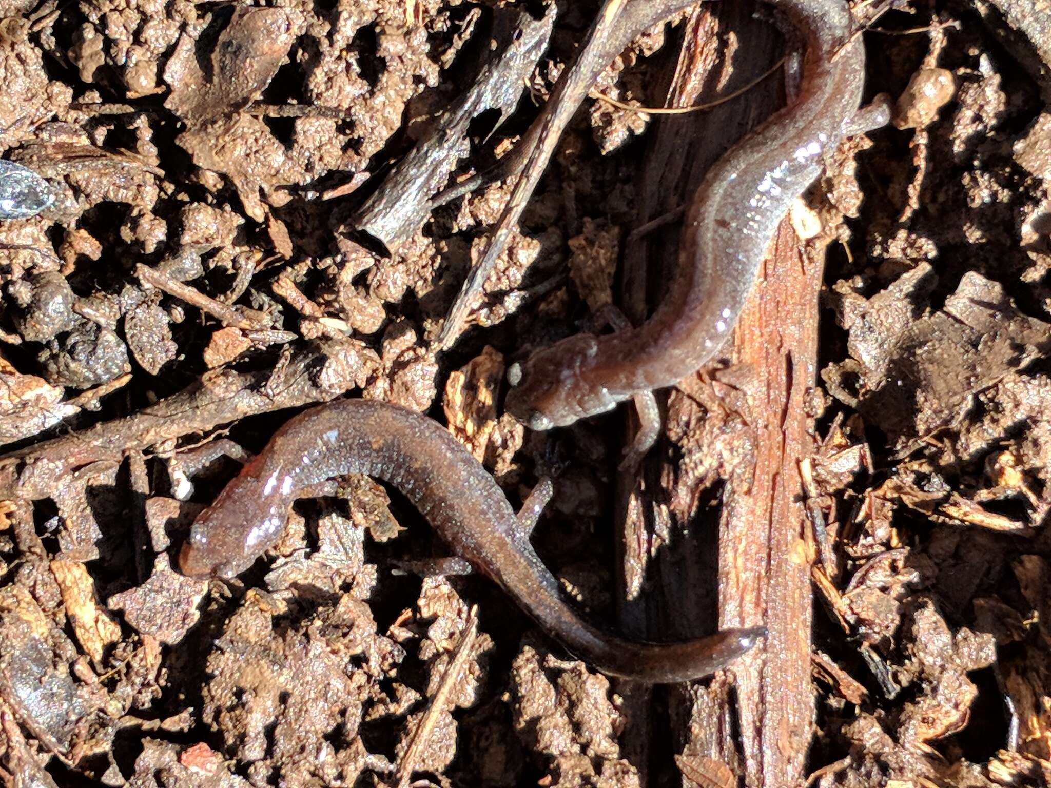 صورة Plethodon dorsalis Cope 1889