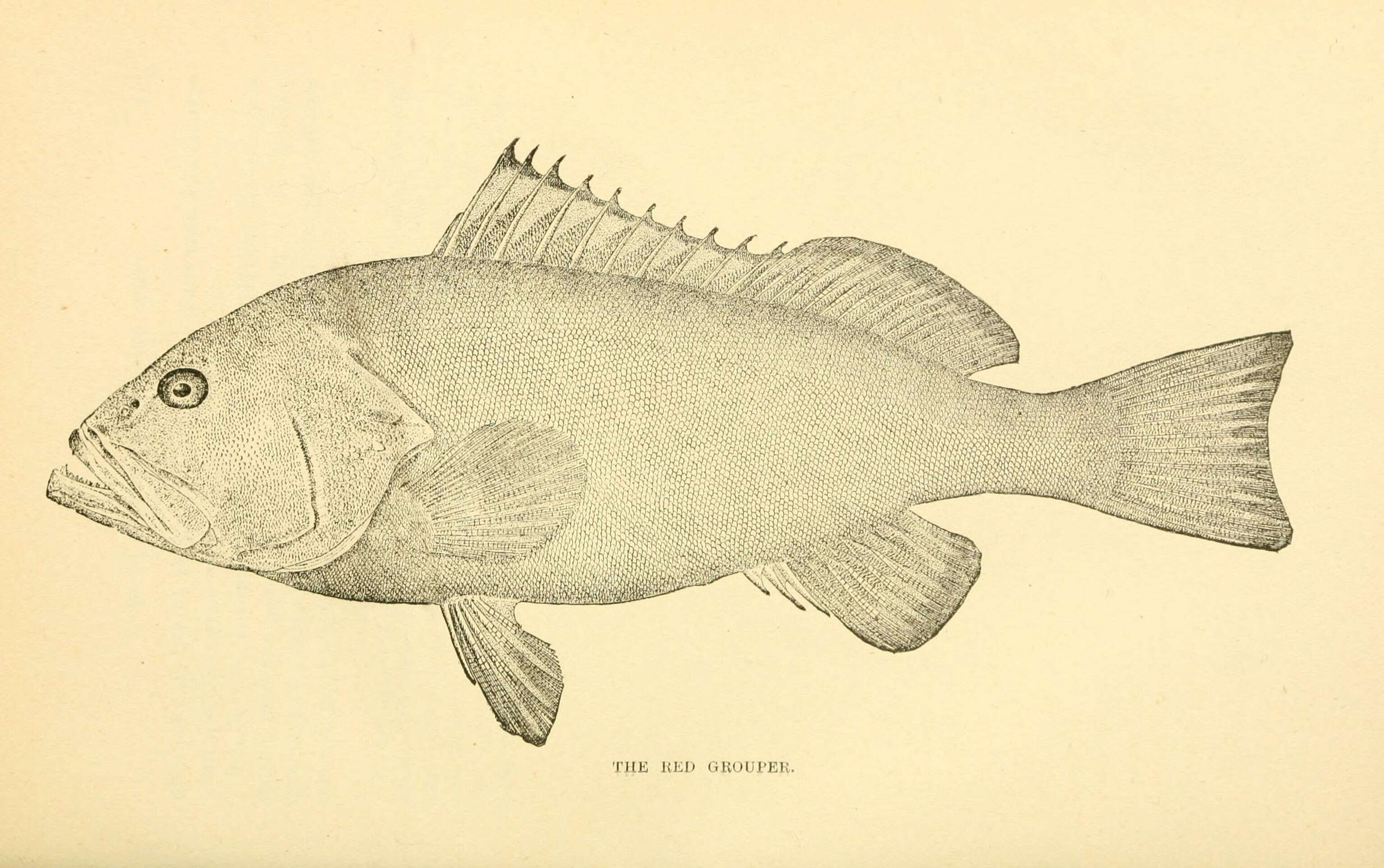 Image of Red Grouper