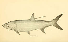 Image of tarpons