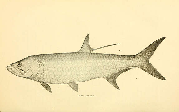 Image of tarpons