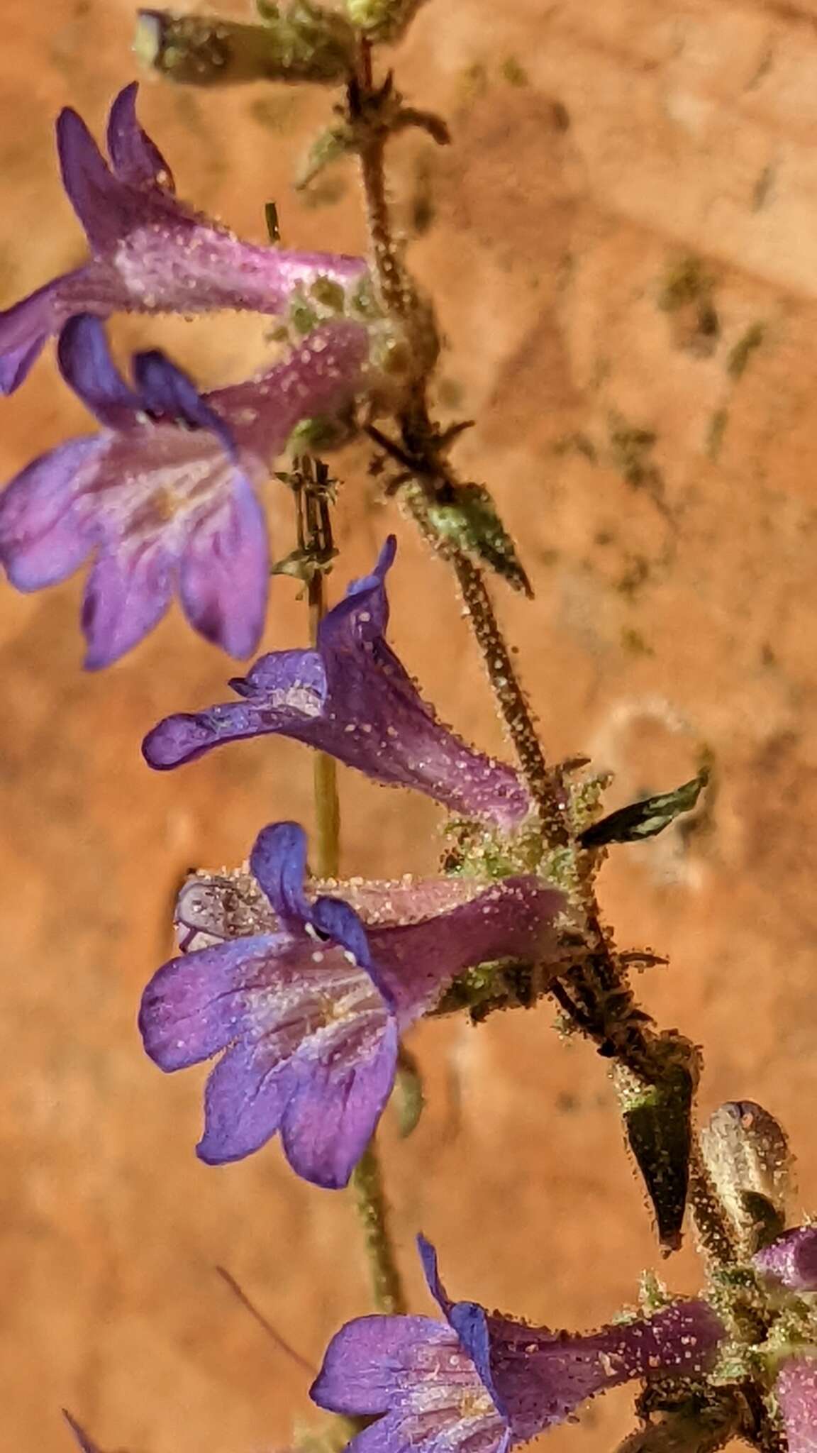 Image of low beardtongue