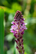 Image of Lachenalia salteri W. F. Barker