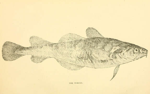 Image of Atlantic Tomcod