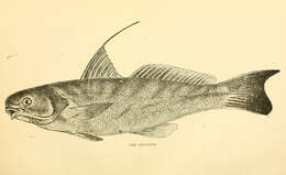 Image of Kingfish