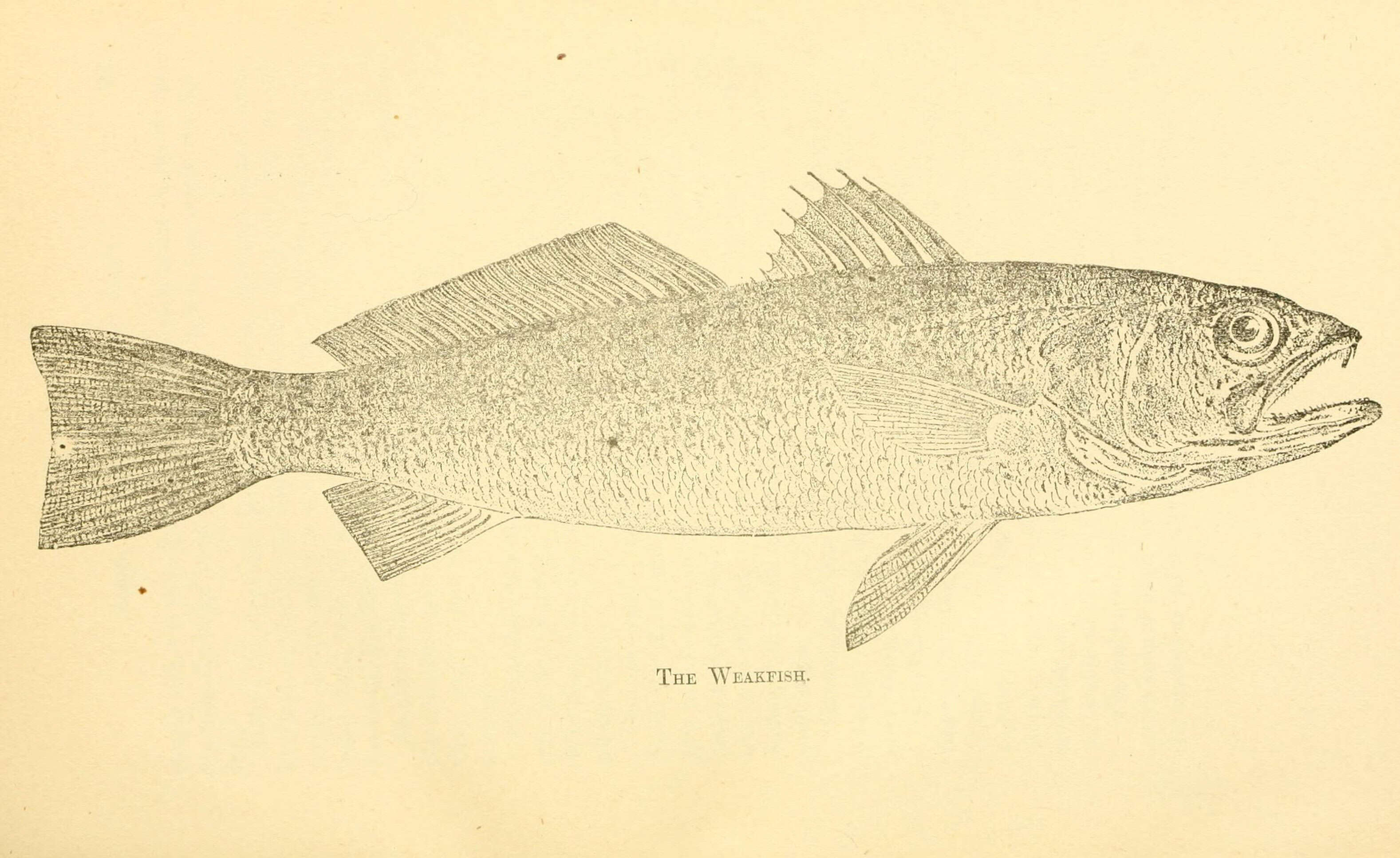 Image of Gray weakfish