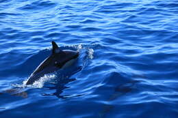 Image of Atlantic Dolphin