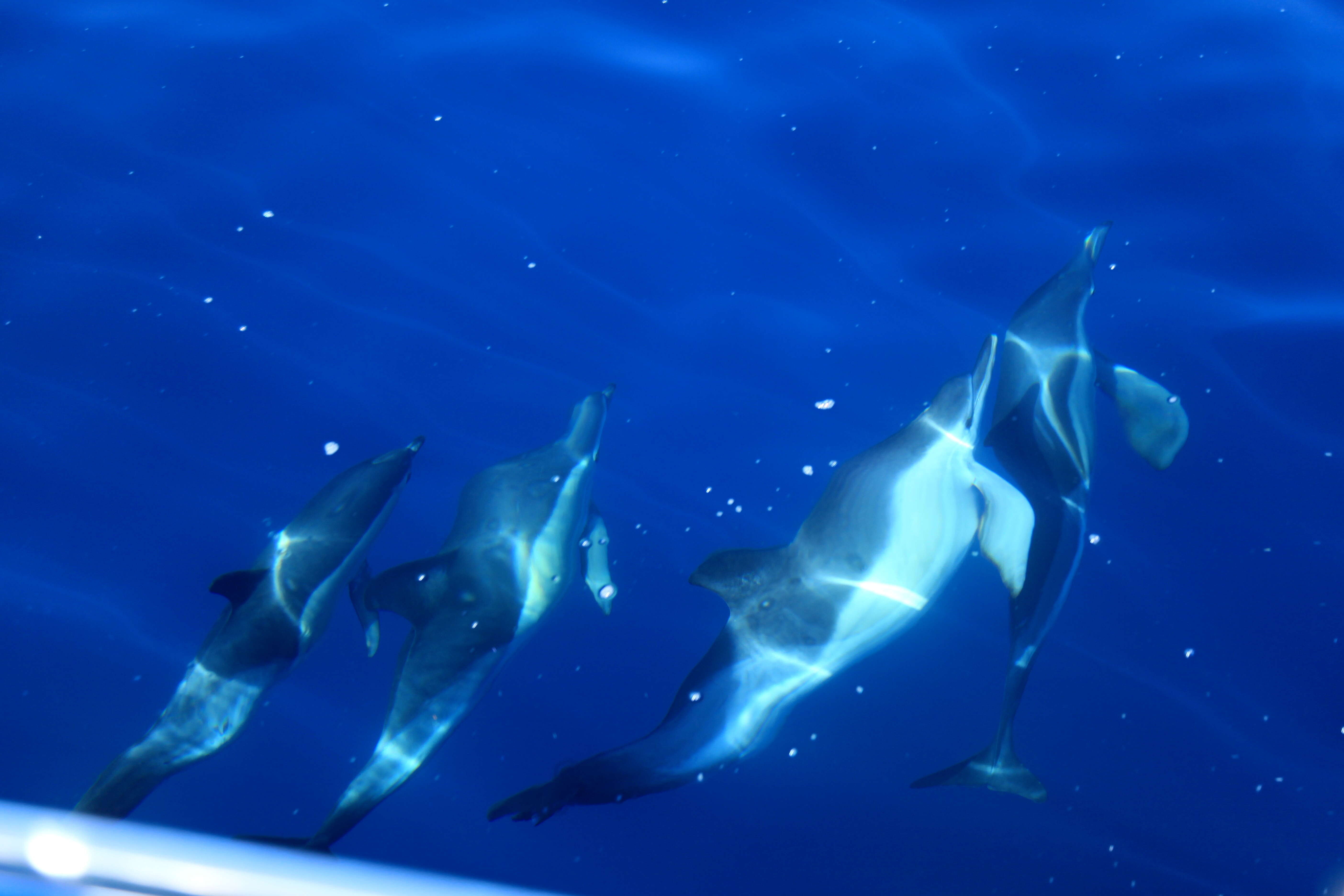 Image of Atlantic Dolphin