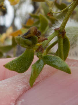 Image of Asphondylia fabalis Gagne 1990