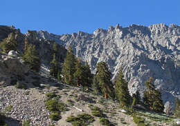 Image of foxtail pine