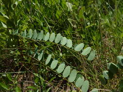 Image of Georgia false indigo