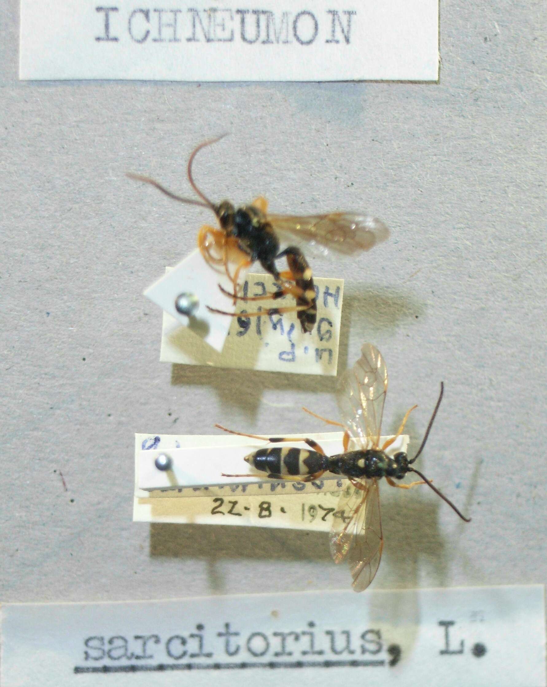 Sivun Ichneumon sarcitorius Linnaeus 1758 kuva