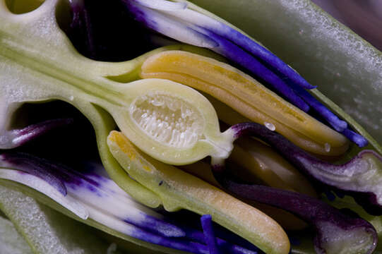 Image of Blue Passion Flower