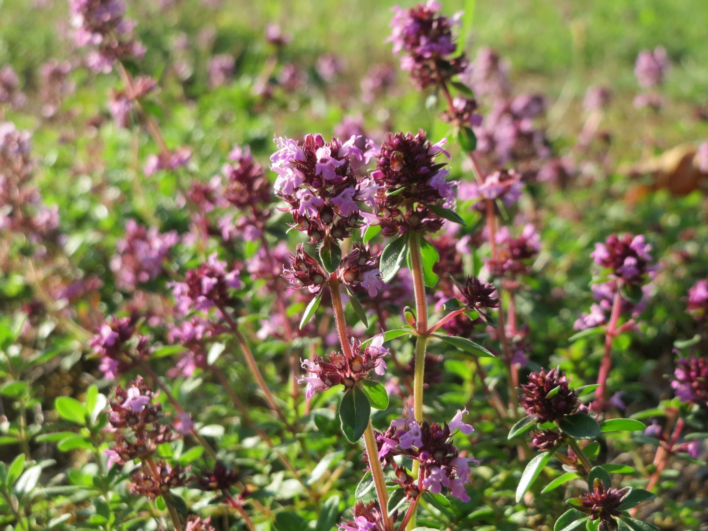 Image of Large Thyme