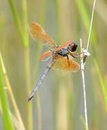 Image de Libellula jesseana Williamson 1922