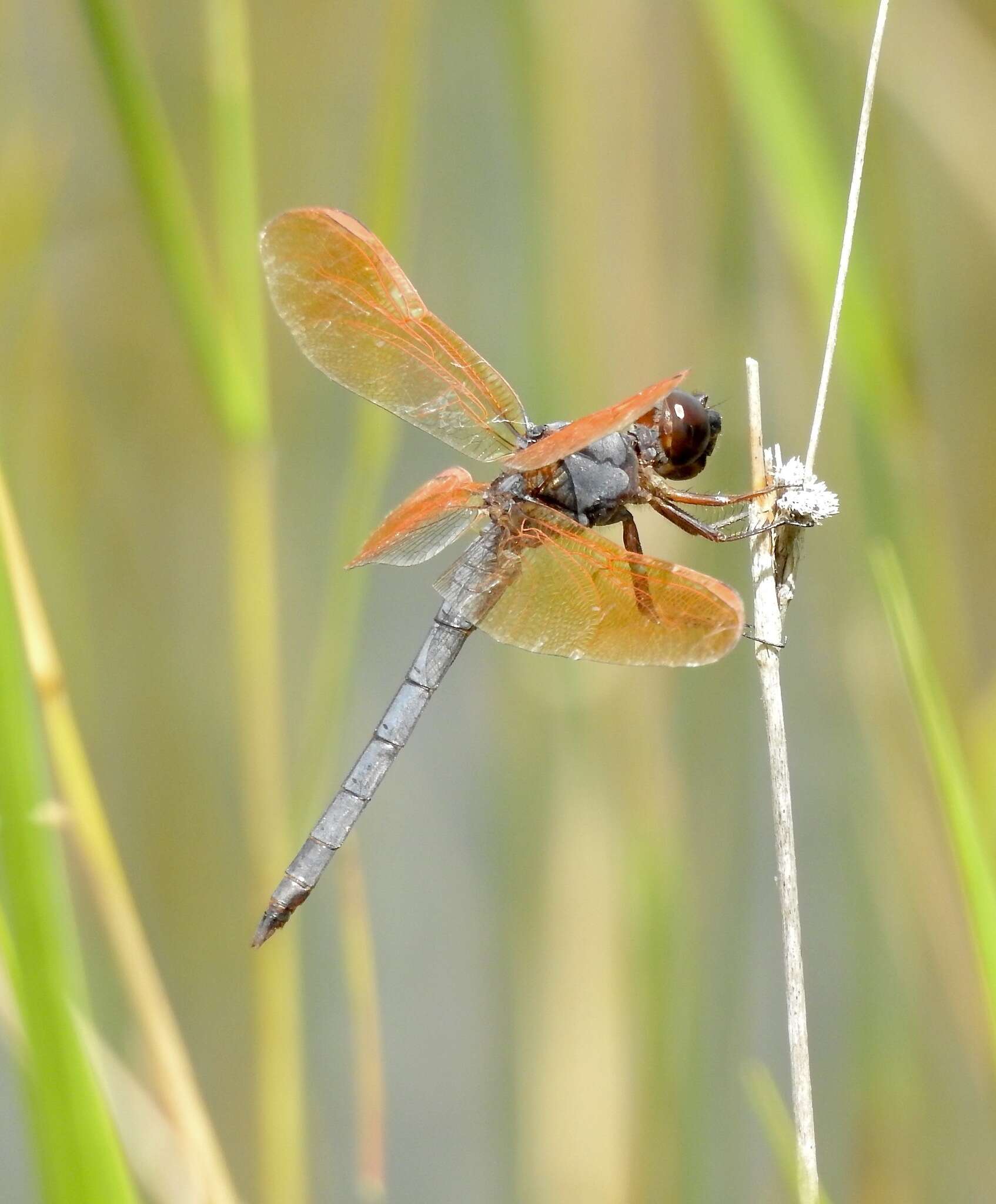 Libellula jesseana Williamson 1922 resmi