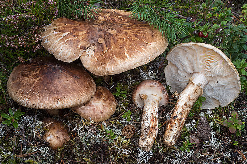 Tricholoma matsutake (S. Ito & S. Imai) Singer 1943 resmi