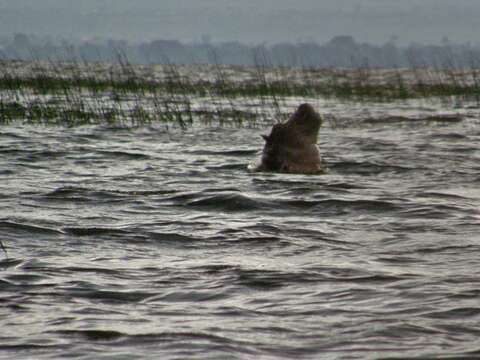 Image of Common Hippopotamus