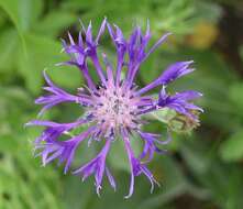 Centaurea triumfettii subsp. tanaitica (Klok.) Dostál的圖片