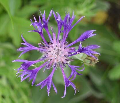 Image of Centaurea triumfettii subsp. tanaitica (Klok.) Dostál