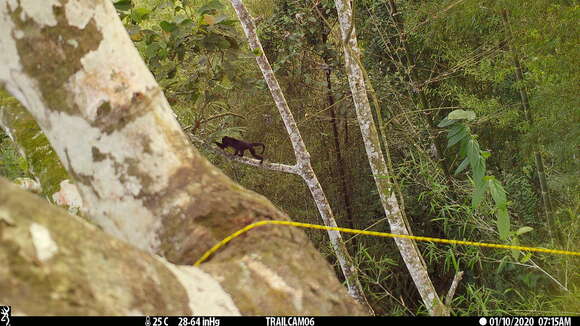 Image of Alouatta palliata aequatorialis (Festa 1903)