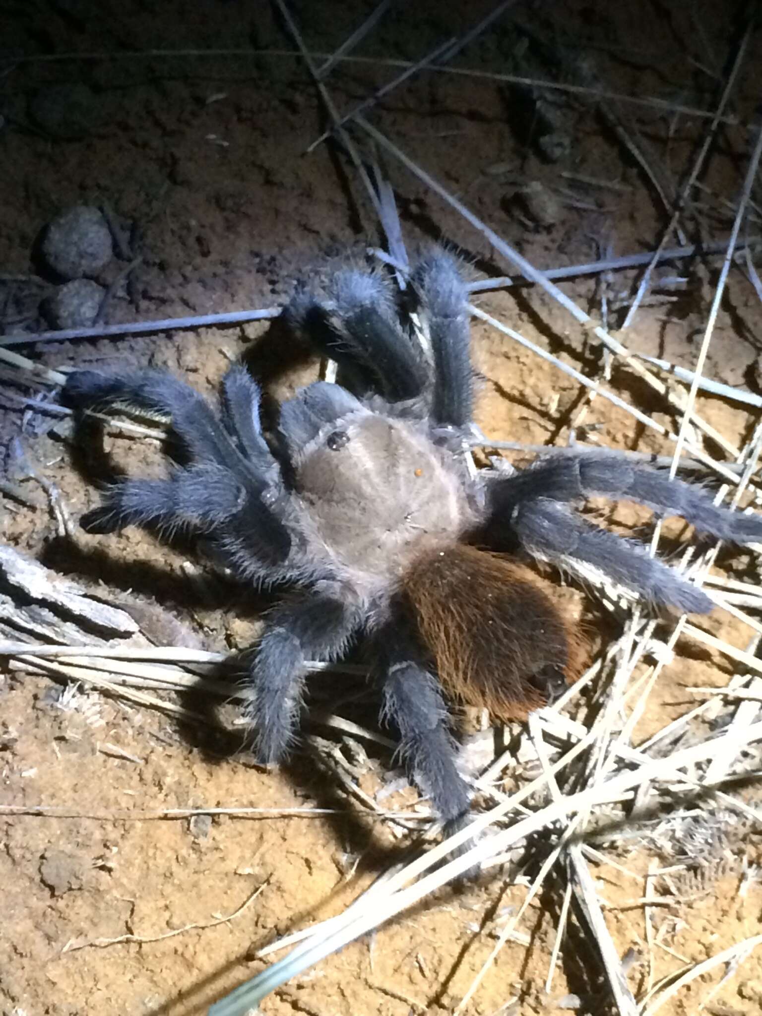 Image of Texas Tan Tarantula