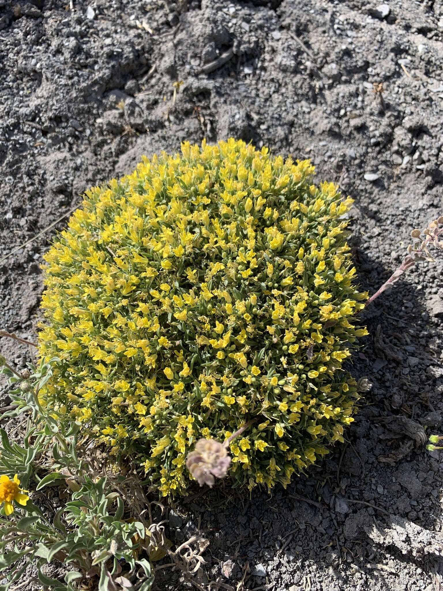 Image of Physaria pulvinata O'Kane & Reveal