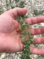 Image of Carolina desert-thorn