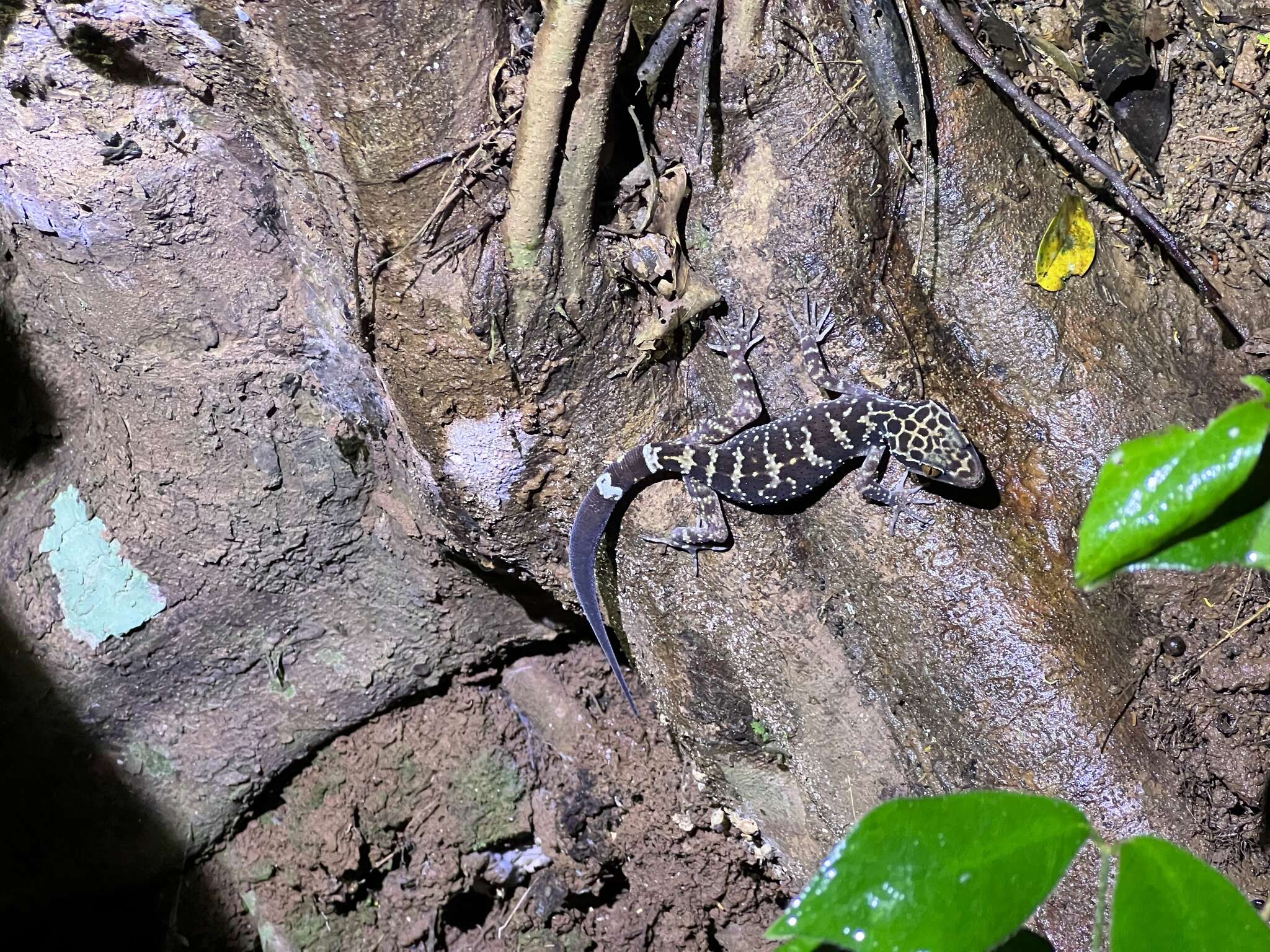 Image of Cyrtodactylus wayakonei Nguyen, Kingsada, Rösler, Auer & Ziegler 2010