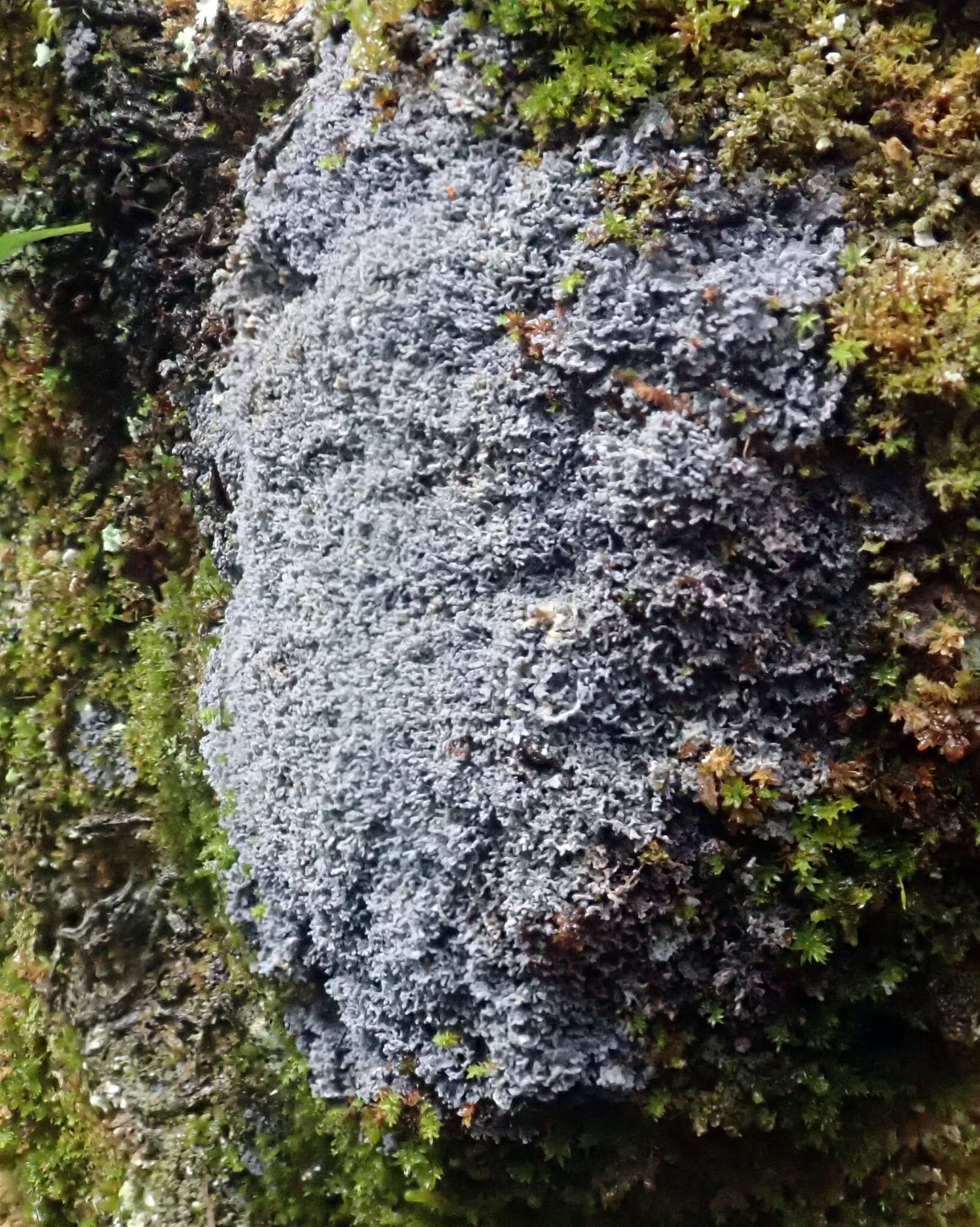 Image of Pannaria delicata P. M. Jørg. & D. J. Galloway