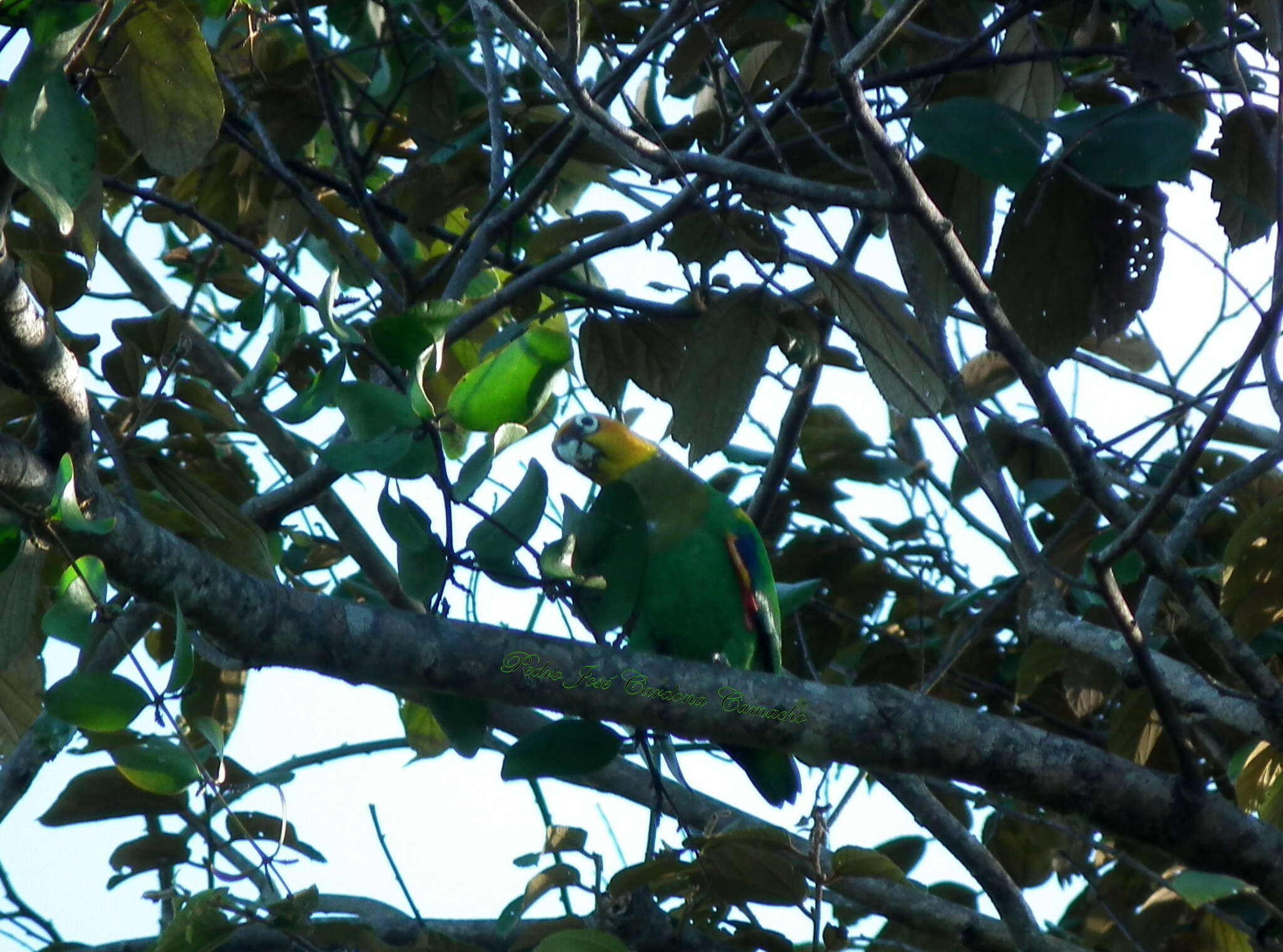 Image of Saffron-headed Parrot