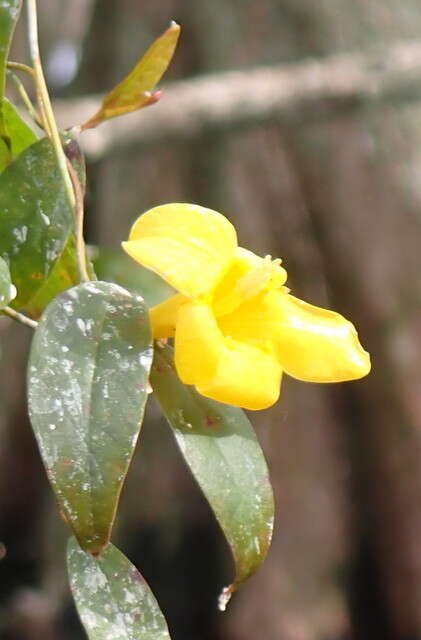 Image of Rankin's trumpetflower