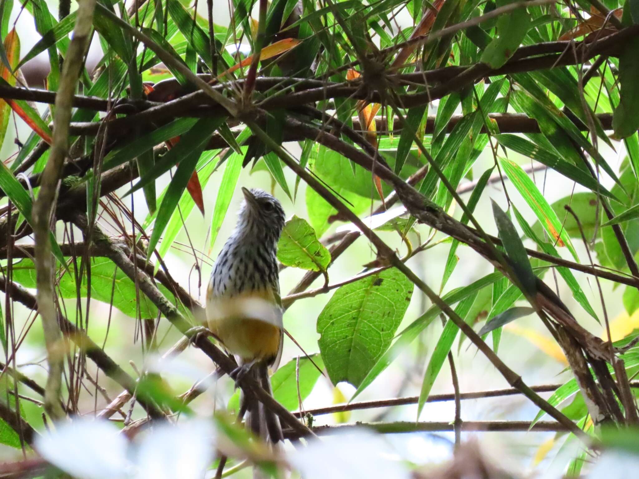 Image of Streak-headed Antbird