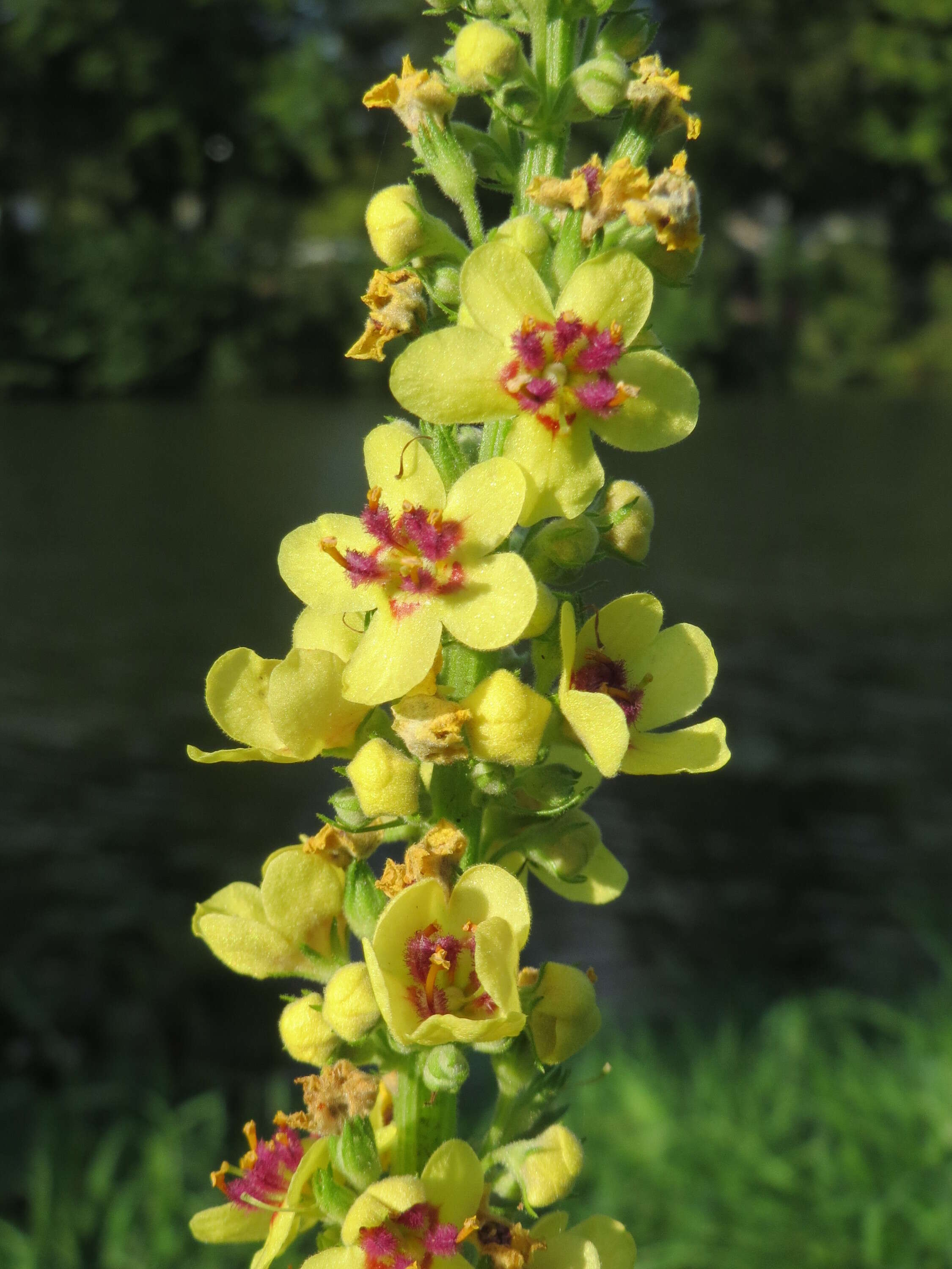 Verbascum nigrum L. resmi