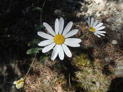 Tanacetum poteriifolium (Ledeb.) Grierson的圖片