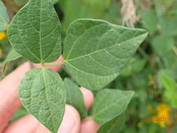 Image of Rhynchosia cooperi (Baker fil.) Burtt Davy