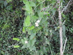 Image de Convolvulus crenatifolius Ruiz & Pav.