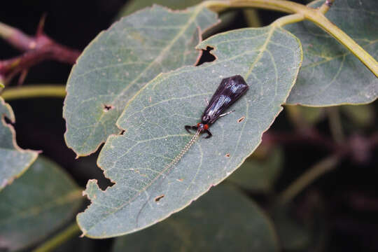 Image of Mystacides azureus (Linnaeus 1761)