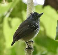 Image of Streak-crowned Antvireo