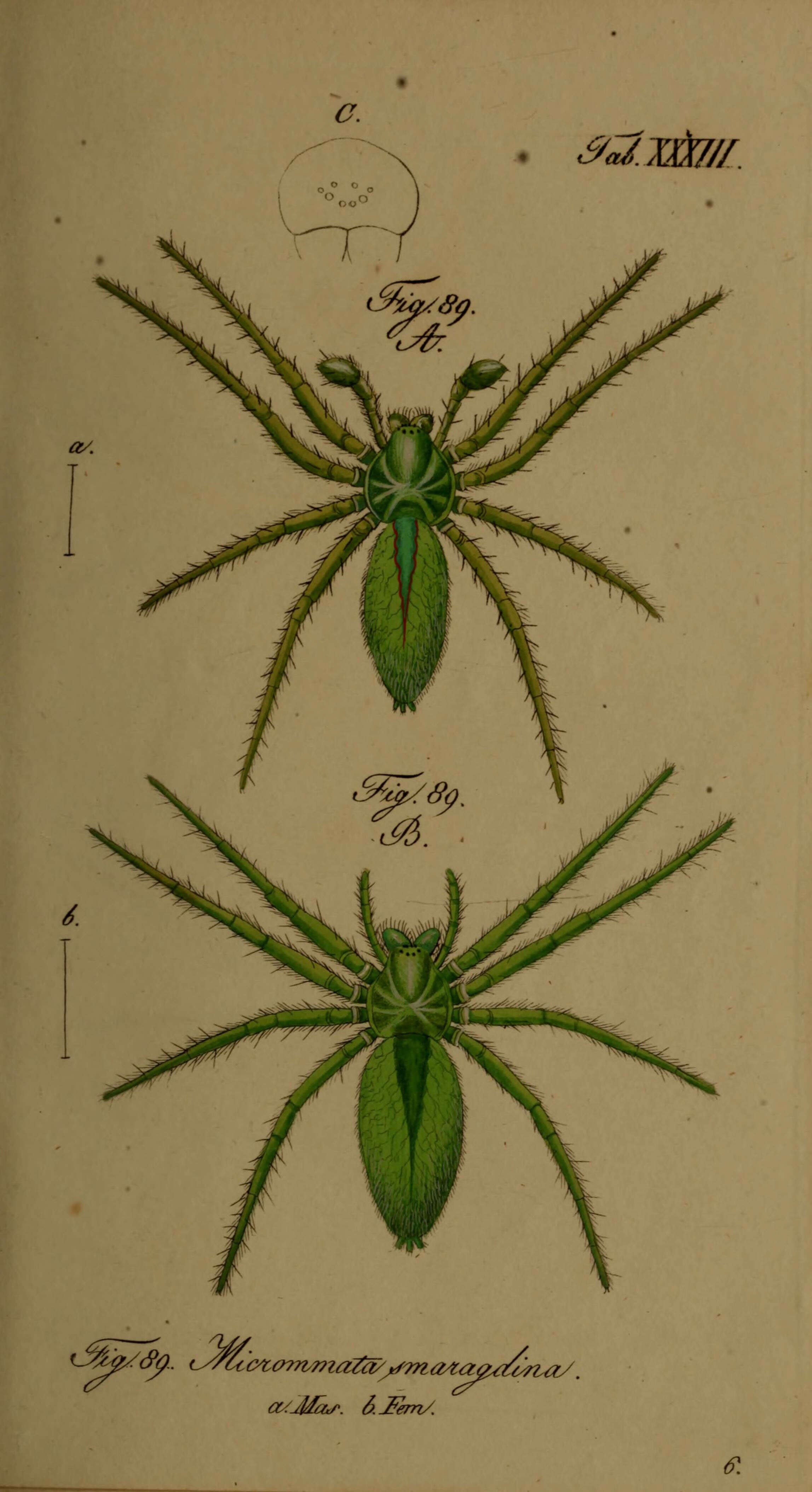 Image of Micrommata virescens (Clerck 1757)