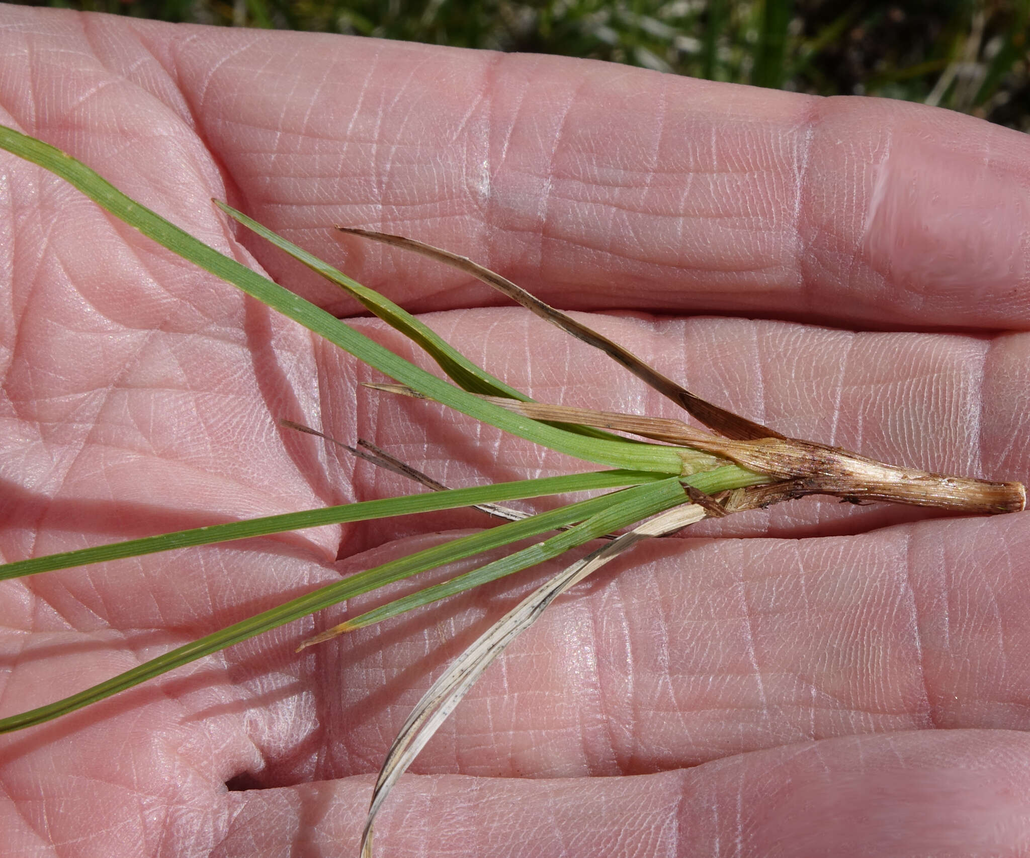 Image of mountain sedge