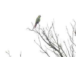 Image of Chestnut-fronted Macaw