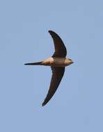 Image of Asian Palm Swift