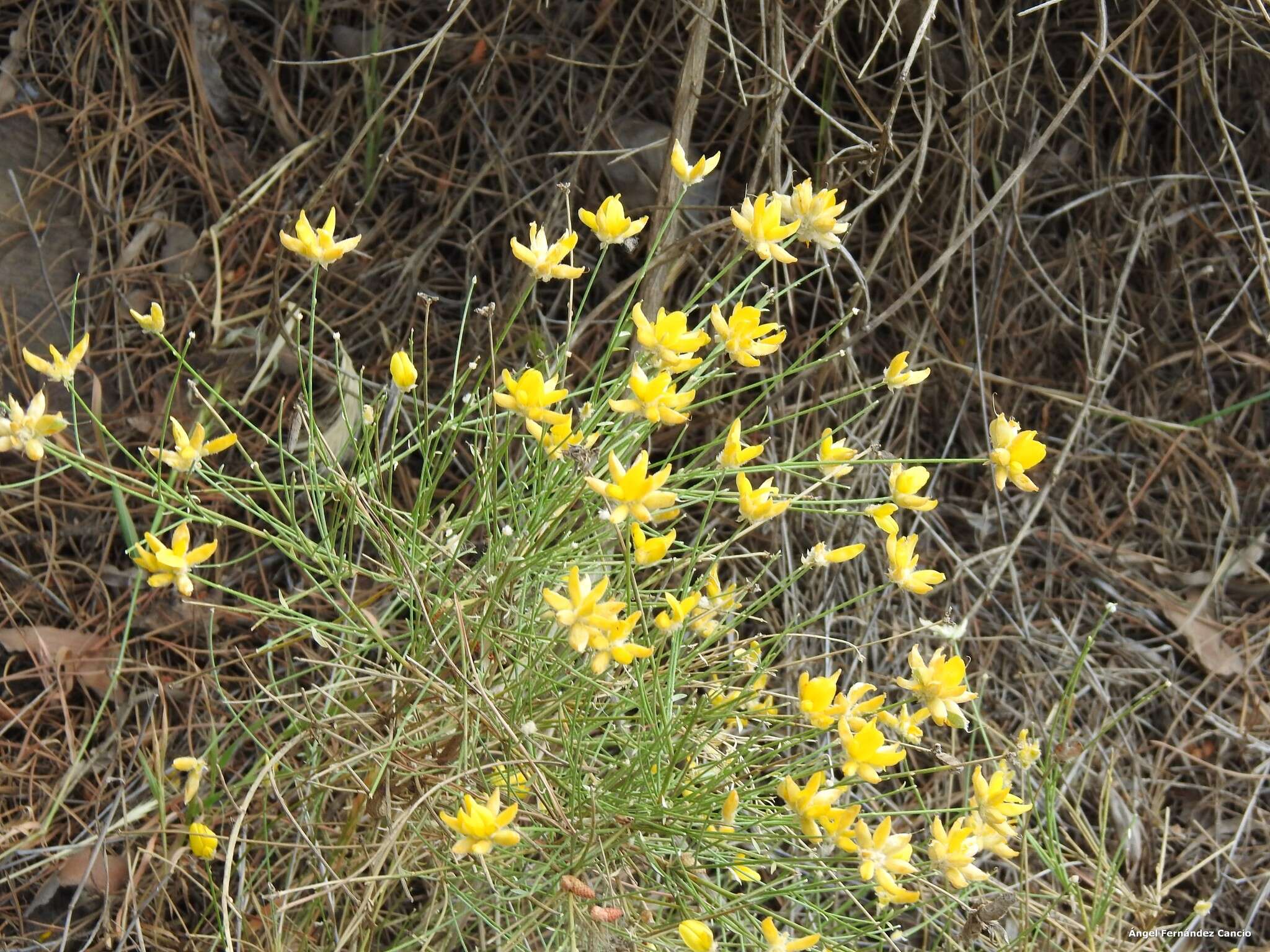 Image of Genista umbellata (L'Her.) Poir.