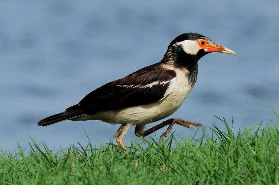 Gracupica contra (Linnaeus 1758) resmi