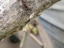 Image of Tetragnatha elongata Walckenaer 1841