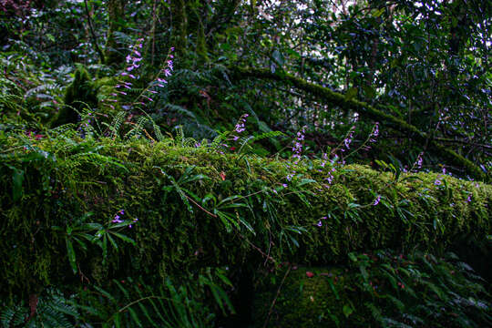 Image de Stenoglottis zambesiaca Rolfe